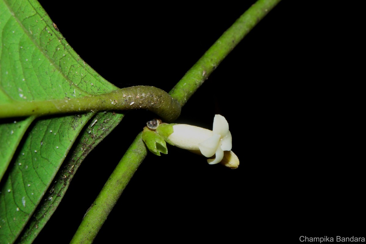 Diospyros insignis Thwaites